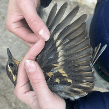 Banding Songbirds in the Field at Lucky Peak Research Station